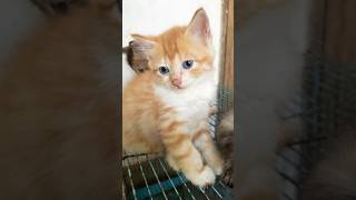 Cute cat funny  Little kitten  cat kitten new [upl. by Hellman]