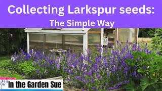 How to Collect and Reseed Larkspur the Simple Way [upl. by Aoht]