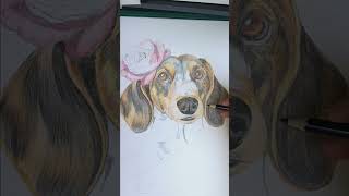 Bezig een Teckel te Tekenen drawing art artist illustration animation hondendogsteckel [upl. by Vig]