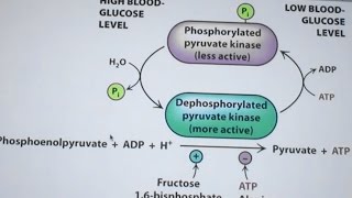 Aherns Biochemistry 23 Glycolysis amp Gluconeogenesis [upl. by Amocat]