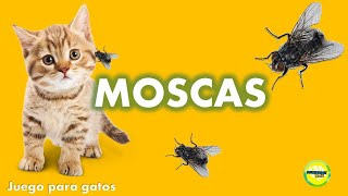 Videos para Gatos  Moscas [upl. by Enomys308]