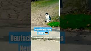 Deutsche Katze aus Neuburg 🇩🇪 [upl. by Sakovich]