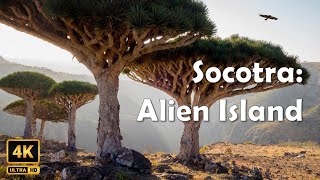 Socotra Island Yemen Tour Alien Place Relaxation। Socotra Island Tour [upl. by Rodney]