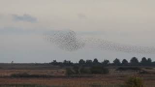 Starlings Minsmere 24 10 24 [upl. by Vickey337]