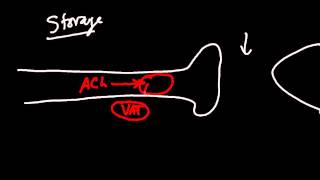 Acetylcholine Synthesis Pathway Made Simple [upl. by Aldus469]