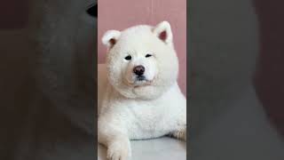 The grievances are pouring down on the steamed buns Samoyed Cute pet debut plan Dog Stupid p [upl. by Eillac]