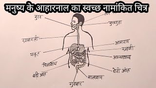 मनुष्य के आहारनाल का चित्र आसानी से बनाना सीखें [upl. by Kalil476]