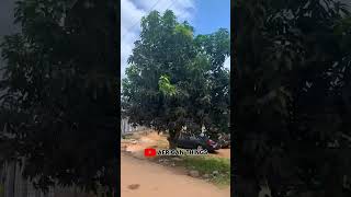 Inside Offinso in Ashanti region of Ghana Africa Ghana travel shorts [upl. by Annerahs]