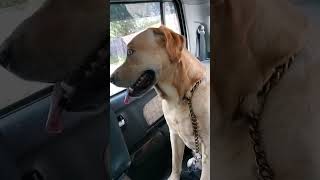 Thakur dekhte giye eto gorom bapu garir AC o kaj kore na cute cutedog dog doglover pets [upl. by Thynne91]