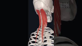 “semispinalis capitis 💪 muscle “ [upl. by Ilegna128]