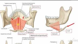 Suprahyoid muscles 1 [upl. by Haliled]