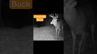 Make this trail cam change NOW deer wildlife [upl. by Thamora]