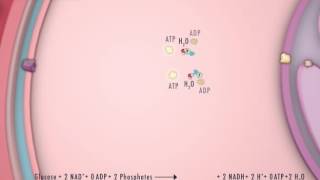 Glycolysis amp Pyruvate Oxidation [upl. by Benton249]