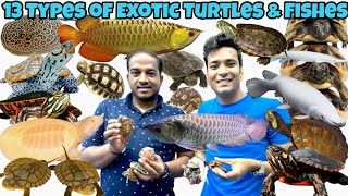 Turtle Price in India  Exotic Turtles in India  Super Red Arowana  Gar Fish  Karnataka Aquarium [upl. by Aleydis]