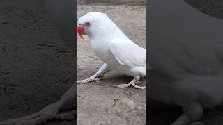 White So Parrot Beautiful fantasticparrot [upl. by Ainat]