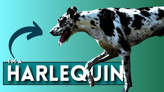 What are Harlequin Great Danes [upl. by Tigdirb502]