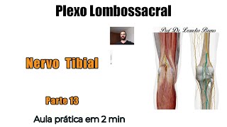 Plexo Lombossacral  Nervo Tibial  Anatomia Humana  Anatomia [upl. by Latty]