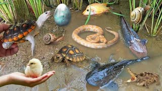 Colorful surprise eggs lobster snake cichlid betta fish turtle butterfly fish goby fish [upl. by Krystyna]