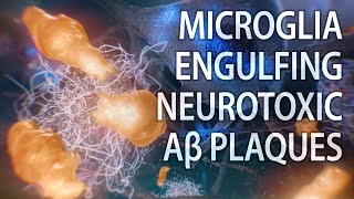 Microglial engulfment of Aβ plaques  Alzheimer’s disease  medical animation [upl. by Attenej]