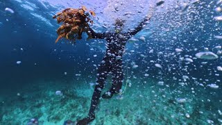 Spotted a few juvenile spiny lobsters in the shallows around Spanish Wells The Bahamas [upl. by Haseena747]