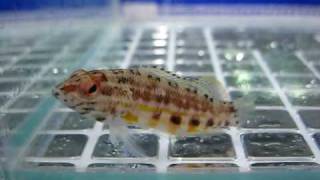 Lantern Basslet  Serranus Baldwini   Reborn Aquarium [upl. by Namaj]