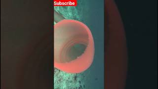 did you know about Pyrosoma atlanticum viral science facts shortvideo trending animals [upl. by Lynnelle]