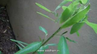 Herbal Medicine  Desmodium gyrans  A Natural Antidote [upl. by Ihcur]