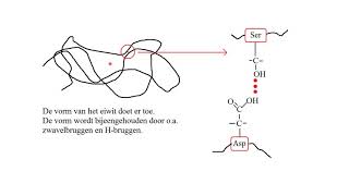 samenvatting vwo Biochemie [upl. by Hahcim]