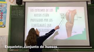 Ciencias Naturales 5EP Órganos Efectores [upl. by Broder58]