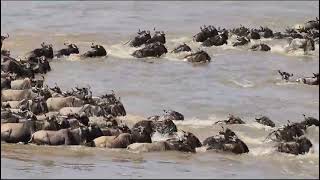 The great wildebeest migration is marked one of the 7th wonders of the world travelwithkenlemiso [upl. by Waring]