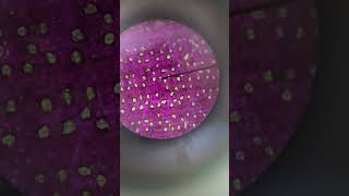 How To View Stomata Under the Microscope  LaBLiFe [upl. by Tewell]