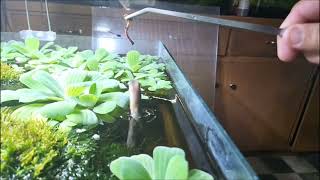 Slow Motion Jumps by Central Mudminnow [upl. by Yoong]