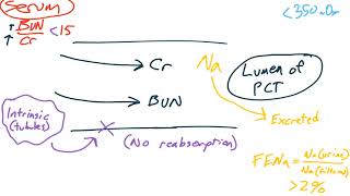 Renal pathology 1 [upl. by Freberg813]