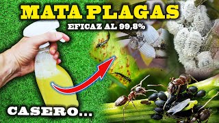 MATA todas las PLAGAS de tus plantas con el INSECTICIDA CASERO más eficaz [upl. by Ludlew233]