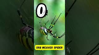 ABC Dangerous Insects Song for Kids  Insects from A to Z  Phonics amp Bug Learning  abcd kids [upl. by Hallagan]