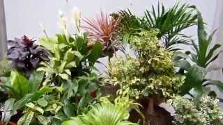 20 plantas de interior [upl. by Valle]