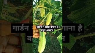 गार्डन में खीरा उगना है बहुत आसान cucumber cucumberplant cucumberflower satisfying foryoupage [upl. by Timi]