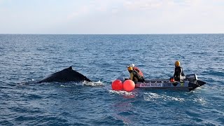 Humpback whale disentanglement [upl. by Barsky191]