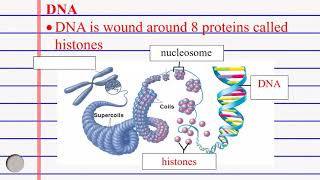 Epigenetics DNA methylation and Acetylation [upl. by Adalbert]