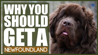 5 Reasons Why YOU SHOULD Get A NEWFOUNDLAND [upl. by Attlee]