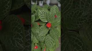 Episcia Plant on Pedestal Pot 🌸 [upl. by Jessika]