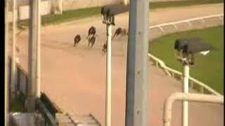 IGB  follow us on facebook 2nd Semi Final 25052018 Race 7  Drumbo Park [upl. by Dranyam688]