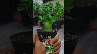 Adenium Root Fertilizer Bonsai Flower Gardening Desert Rose Plant [upl. by Anot]