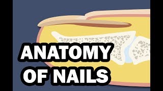 INTEGUMENTARY SYSTEM YOUR NAILS [upl. by Bork]