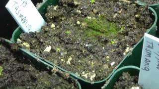 Pygmy Sundews Gemmae  ONE MONTH update  Part 2 [upl. by Ihn]