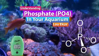 Understanding Phosphates in your Aquarium  Saltwater Reef Deep dive with Lou Ekus from Tropic Marin [upl. by Hilleary733]