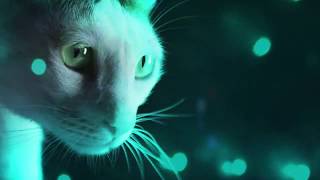 Official Meow Mix Song  Cats at a Rave [upl. by Cyn]