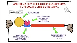 Lac Repressor [upl. by Esirahs]