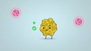 Science in 1 minute what are lichens [upl. by Yzus383]