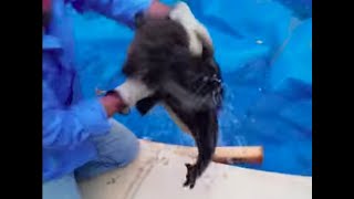 Koala stuck in pool attacks its rescuers [upl. by Behlau]